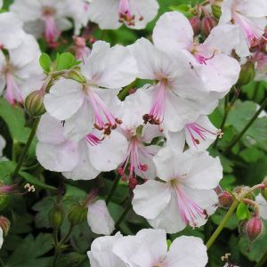 Géranium vivace x cantabrigiense Biokovo/Godet