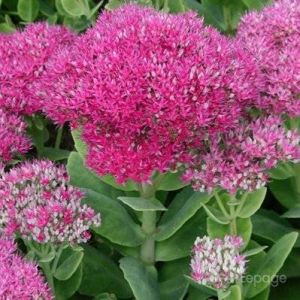 2 Orpins Remarquable 'Brilliant' (Sedum Spectabile) - Vendu par 2 - Lot de 2 godets