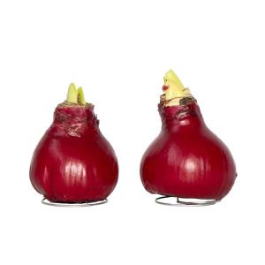 Amaryllis - Hippeastrum 'Wax Bordeaux' - Bulbe de fleur - Rouge