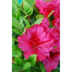 Azal&eacute;e du japon 'florida' taille du pot - en pot de 3 litres