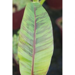 Bananier 'nain de chine' taille du pot -