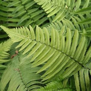 Plantes Avenue - Fougère Dryopteris cycadina/Godet