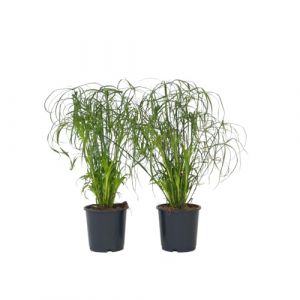 Cyperus alternifolius - Set de 4 - Pot 14cm - Hauteur 40cm