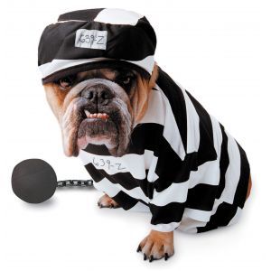 Costume Chien Prisonnier 2