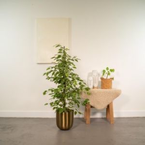 Ficus Benjamina Goldenking