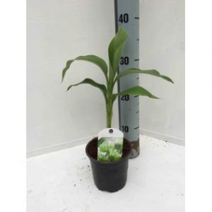 Musa basjoo x hybridum (Bananier rustique)