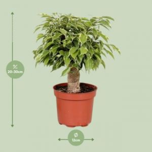 Ficus Benjamina Kinky - Ø12Cm - ↕28Cm