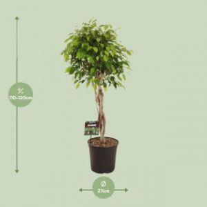 Ficus Benjamina Exotica - Ø27Cm - ↕120Cm