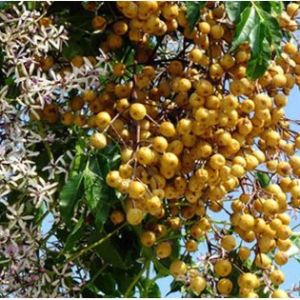 Melia azedarach (lilas de Perse, Lilas des Indes, margousier, faux Neem)