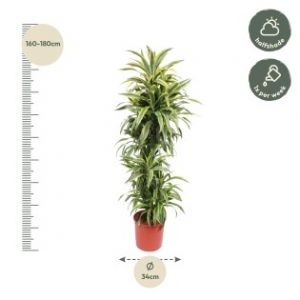 Dracaena Lemon Lime - 170 Cm - &Oslash;34