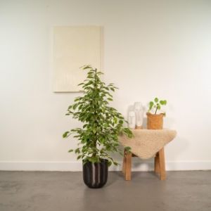 Ficus Benjamina Goldenking + Pot Mayk Plomb - ?95Cm - Ø21Cm