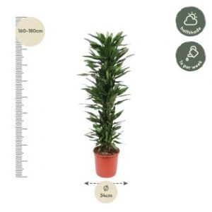 Dracaena Janet Lind - 170 Cm - &Oslash;34
