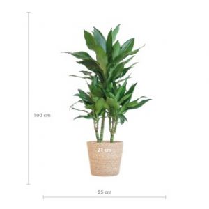Dracaena  Janet Lindt With Sofia Basket Natural - 95Cm - &Oslash;21