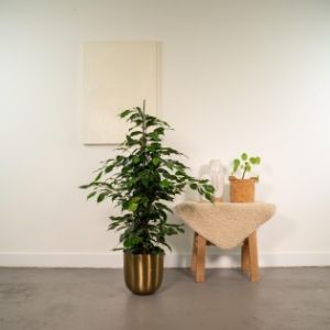 Ficus Benjamina Danielle