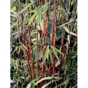 Fargesia "Jiuzhaigou 1" (Bambou non traçant)