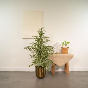 Ficus Benjamina Twilight