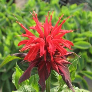 6 x monarde  - monarda 'cambridge scarlet'  - godet 9x9 cm