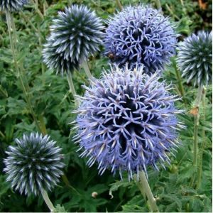 6 x boule azur&eacute;e  - echinops ritro 'veitch's blue'  - godet 9x9 cm
