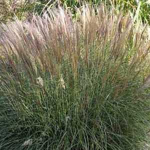 6 x roseau de chine  - miscanthus sinensis 'yaku jima'  - godet 9x9 cm