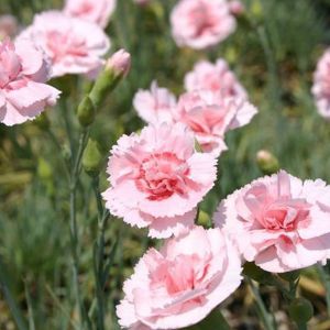 6 x &oelig;illet mignardise  - dianthus plumarius 'doris'  - godet 9x9 cm