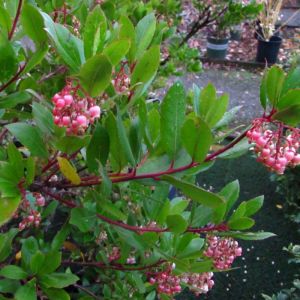 Arbre &agrave; fraises  - arbutus unedo 'compacta'  - 40-50 cm pot