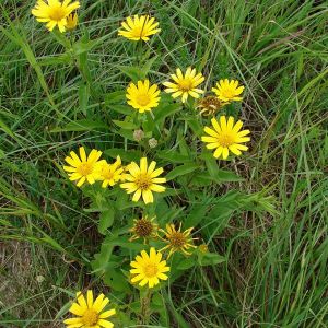 6 x &oelig;il de b&oelig;uf jaune - buphthalmum salicifolium  - godet 9x9 cm