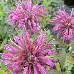 6 x monarde  - monarda 'aquarius'  - godet 9x9 cm