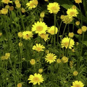 6 x &oelig;il de b&oelig;uf  - anthemis hybrida 'kelwayi'  - godet 9x9 cm