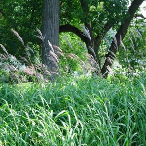 6 x eulalie, roseau de chine - miscanthus sacchariflorus  - godet 9x9 cm
