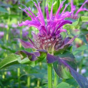 6 x monarde  - monarda 'scorpion'  - godet 9x9 cm