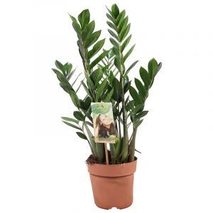 Plante zamioculcas zamiifolia zz
