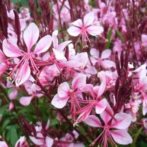 6 x gaura lindheimeri 'cherry brandy' - godet 9x9 cm