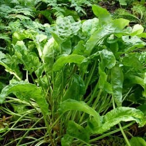 6 x oseille commune - rumex acetosa  - godet 9x9 cm