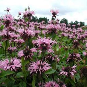 6 x monarde  - monarda 'beauty of cobham'  - godet 9x9 cm