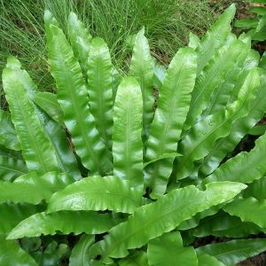 6 x scolopendre langue de b&oelig;uf - asplenium scolopendrium  - godet 9x9 cm