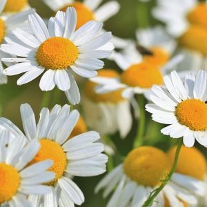 6 x &oelig;il de b&oelig;uf  - anthemis hybrida 'sauce hollandaise'  - godet 9x9 cm