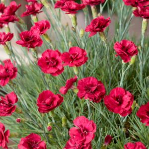 6 x &oelig;illet mignardise  - dianthus plumarius 'munot'  - godet 9x9 cm