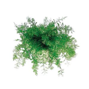 Plante de Neptune magique