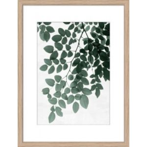 Image encadr&eacute;e feuillage l.30 x L.40 Dada Art