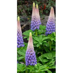 Graines De Lupin Bleu-Violet - Occasion