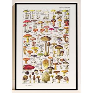 🍄Affiche sur les champignons comestibles et dangereux d'apr&egrave;s une lithographie de 1920 - Occasion