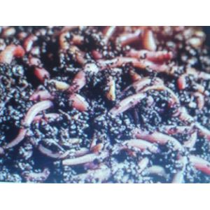200 Lombrics vers de compost/vers de terre pour composteur / lombricomposteur. - Occasion