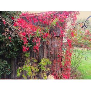 Vigne Vierge &Agrave; Feuilles Rouges En Automne - Occasion