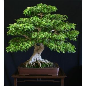 20 Graines De Ficus Benjamina Figuier Pleureur - Occasion