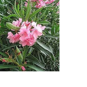 Laurier Rose, 30 Graines Coloris Rose - Occasion