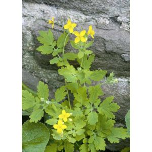 30 Graines De Chélidoine (Chelidonium Majus) - "Herbe Aux Verrues - Occasion