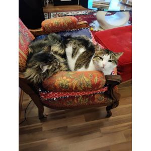 Fauteuil Voltaire - Occasion