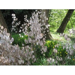 Monnaie Du Pape, 10 Graines - Occasion