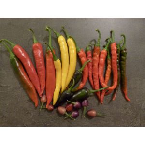 Piment Jaune Golden Cayenne - Très Fort - 15 Graines - Occasion