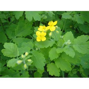 Herbe Aux Verrues - Chelidoine Vivace - Occasion